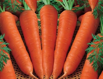 wortel-carrot Copy