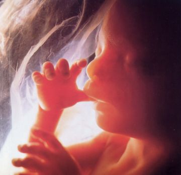 stages-of-fetal-development-during-pregnancy21N