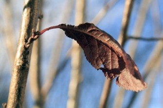 brown-leaf-1340361-m Copy