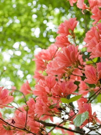 azalea blossom Copy