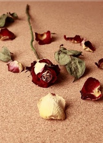 broken rose by Mv Copy