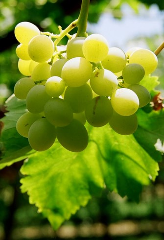 green grapes Copy