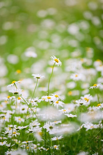 white daisies Copy