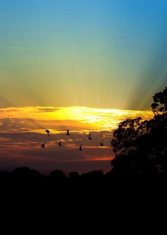 birds flying sunset Copy