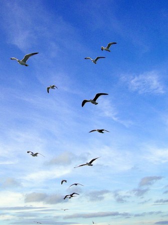 sky birds by nyahm Copy