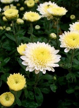 chrysantemun Copy 315x430