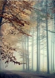 fresh-nature-picture-forrest Copy 226x320