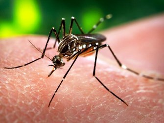 Tiga Warga Inggris Terserang Virus Zika