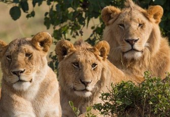 Lions Family Copy
