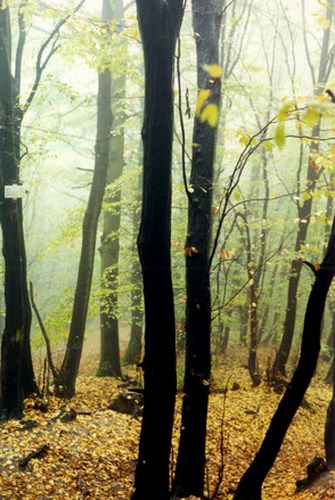 czech-forest-2-1253248 Copy