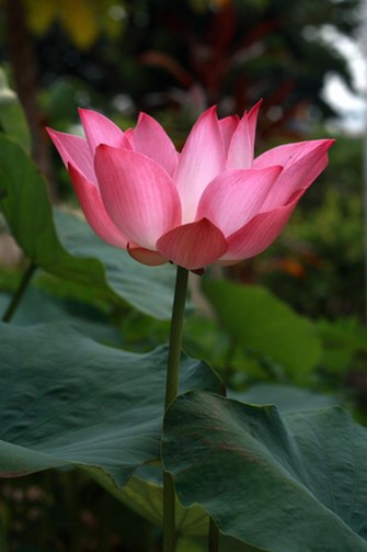 lotus-1170114 Copy