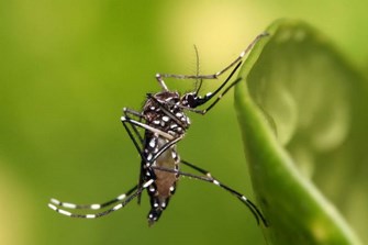 nyamuk-penyebab-dengue-dan-virus-zika Copy