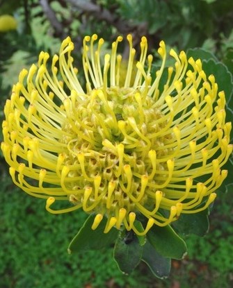 blooming protea Copy