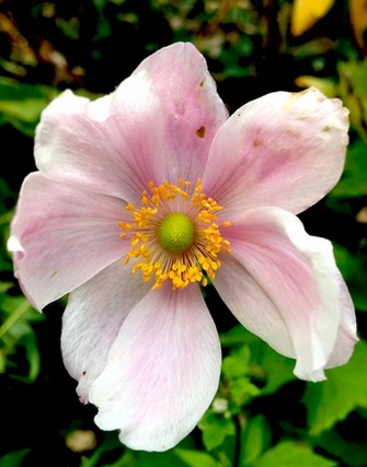 pink-flower-in-autumn Copy