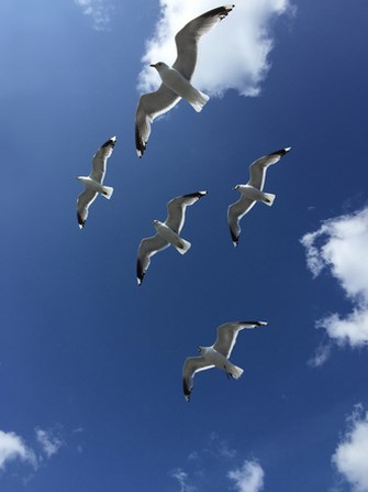seagulls-3 Copy