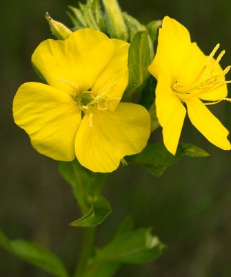meadow-yellow-flowers Copy