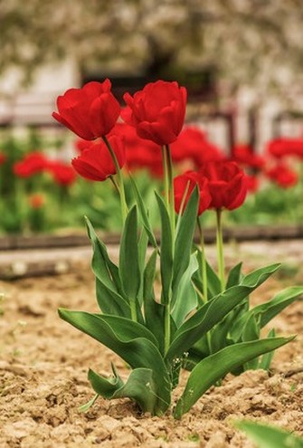 orange-tulip-on-color-blurred Copy
