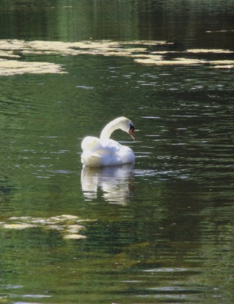 white-swan Copy