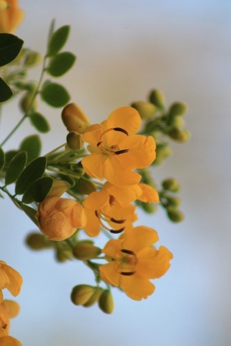 yellowish-flower Copy