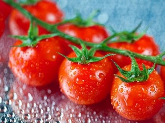 tomat segar Copy