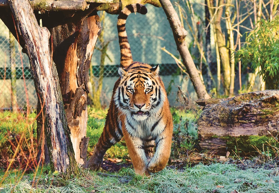 Tewas Diterkam Harimau di Depan Pengunjung
