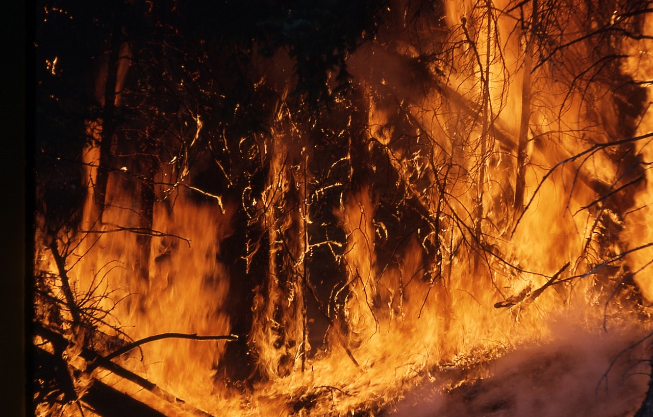 Perubahan iklim picu tren kebakaran hutan California