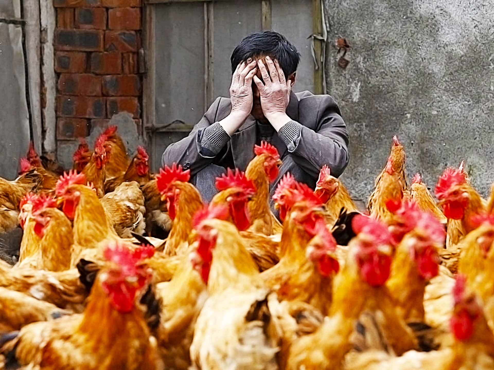 Wabah Flu Burung Menyebar di Jepang, 11 Ribu Ayam Dimusnahkan