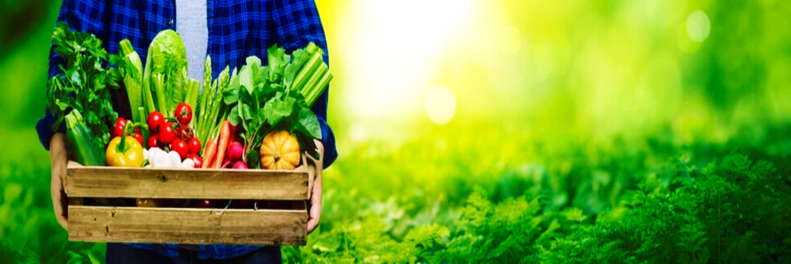 Green Power: Makanan untuk Kesehatan Masa Depan